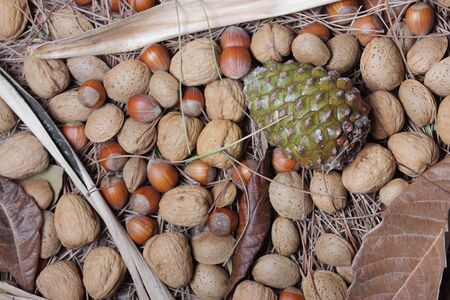 autumn background consisting of nuts, almonds and hazelnuts on a bed of dry leavesの写真素材