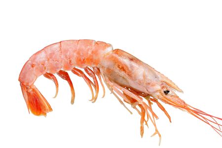 pink shrimp isolated on white backgroundの写真素材