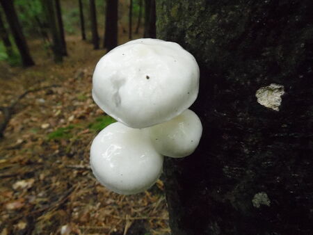 MUSHROOM ON TREEの写真素材