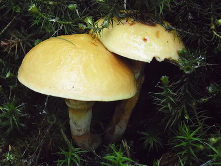 TWO MUSHROOMSの写真素材