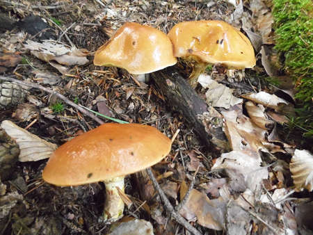 MUSHROOMの写真素材