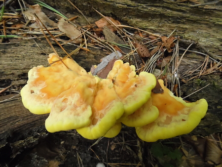 FUNGUSの写真素材