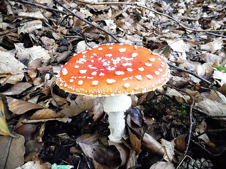 FLYBANE MUSHROOMの写真素材