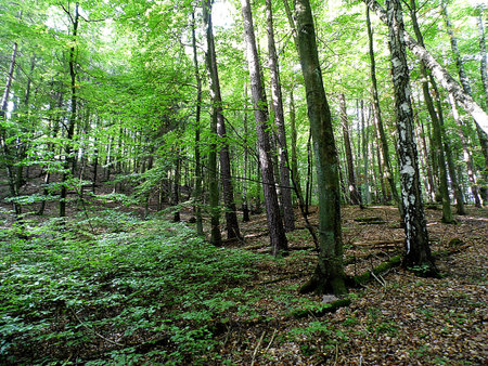 FORESTの写真素材