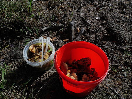 SMALL BUCKETS MUSHROOMSの写真素材