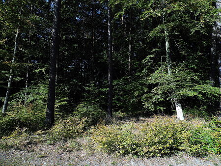 FORESTの写真素材