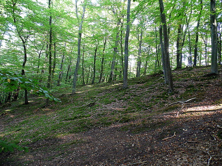 FOREST AND MOSSの写真素材