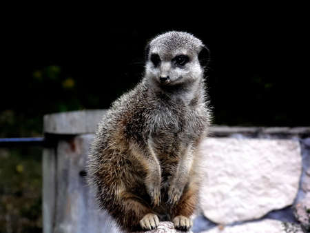 MEERKATの写真素材