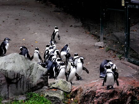 PENGUINSの写真素材