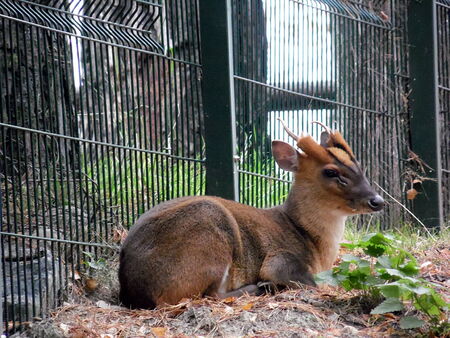 ANIMAL IN ZOOの写真素材