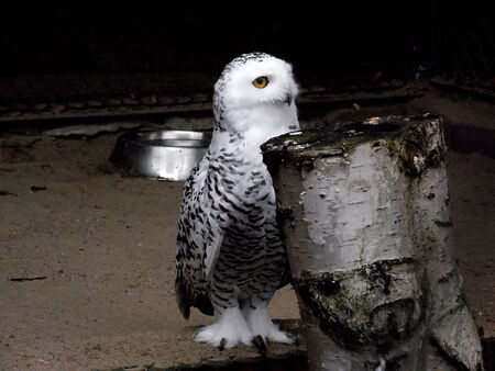 WHITE OWL IN ZOOの写真素材