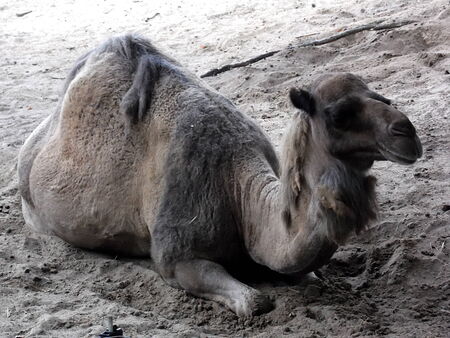 CAMEL IN ZOOの写真素材