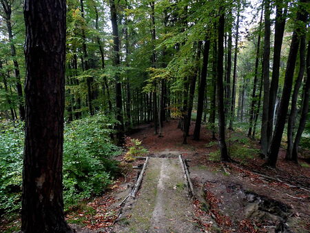 TRACK IN FORESTの写真素材