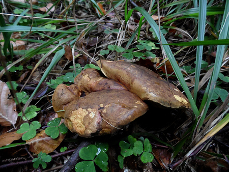 TWO MUSHROOMSの写真素材