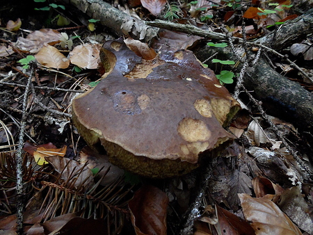 BOLETUS IN FORESTの写真素材