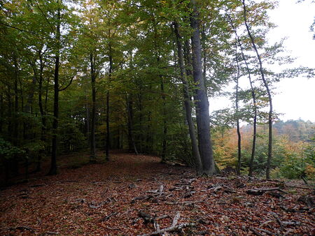 FORESTの写真素材