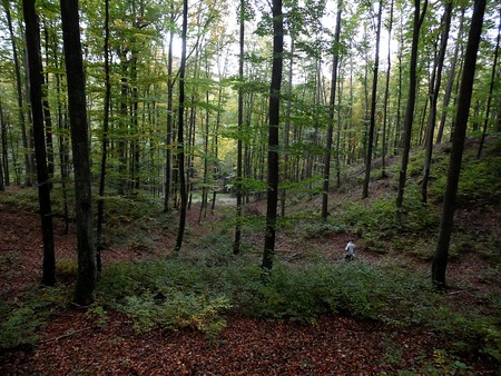 MAN IN FORESTの写真素材