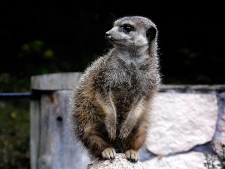 MEERKATの写真素材