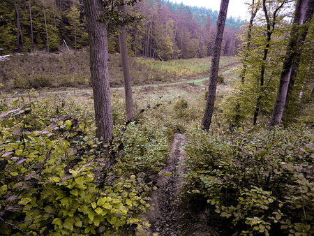 TWO PATH IN FORESTの写真素材