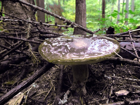MUSHROOM IN FORESTの写真素材