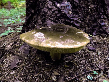 MUSHROOMの写真素材