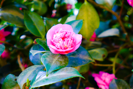 Blossom Pink Camelliaの写真素材