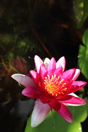 pink water lily in the pondの写真素材