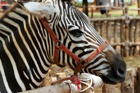 Beautiful horse in Nakhon Ratchasima Zoo の写真素材