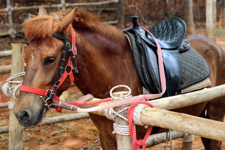 fur of mini pony animal in the wild zooの写真素材