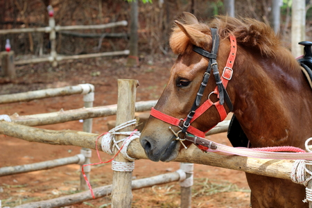 fur of mini pony animal in the wild zooの写真素材