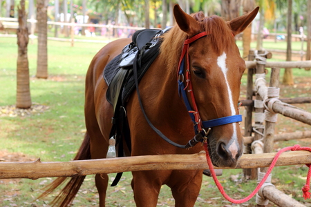 fur of mini pony animal in the wild zooの写真素材
