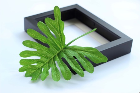 Sabres green leaves in a black frame.の写真素材