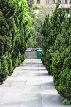 Fresh green fir trees in the gardenの写真素材