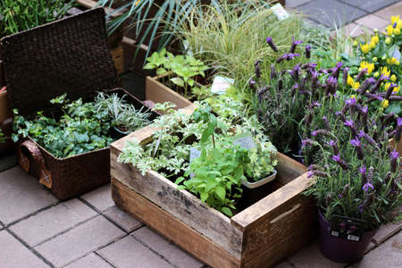 Small herb and flower garden built on terrace or roofの写真素材