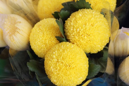 yellow flowersの写真素材