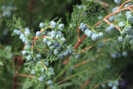Home plant isolated on white backgroundの写真素材