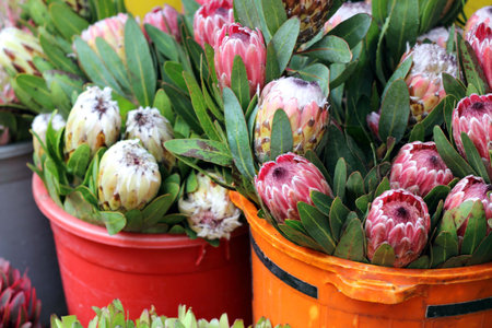 variety of flowers at a flower market