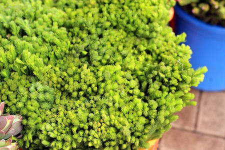 variety of flowers at a flower marketの写真素材