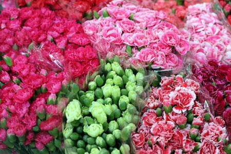 Flowering carnations, pink, red, green, white.の写真素材