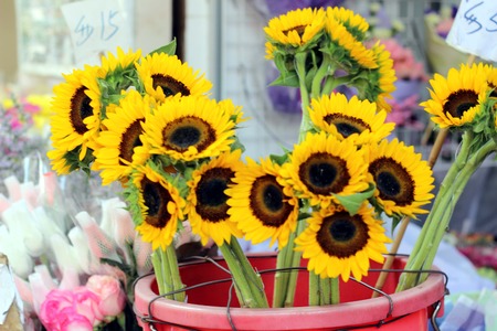 yellow flowersの写真素材