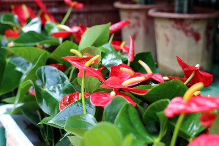 Beautiful red flowerの写真素材