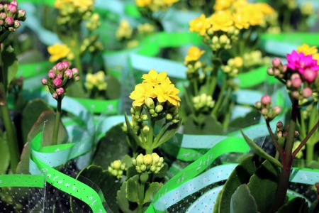 yellow flowersの写真素材