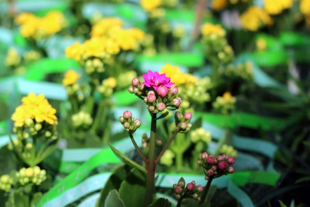 yellow flowersの写真素材