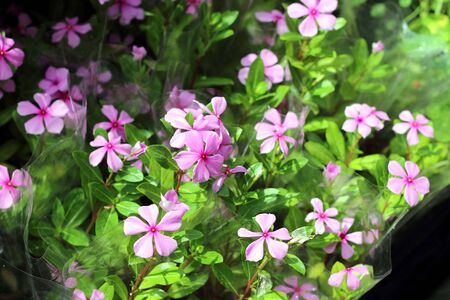 Tree with pink flowers, purpleの写真素材