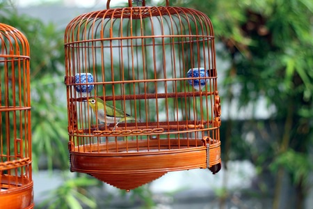 bird in the wooden cage, taken in Hong Kong Bird Marketの写真素材