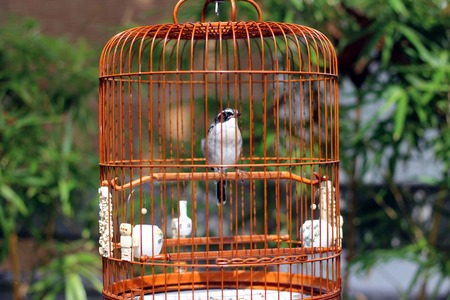 bird in the wooden cage, taken in Hong Kong Bird Marketの写真素材