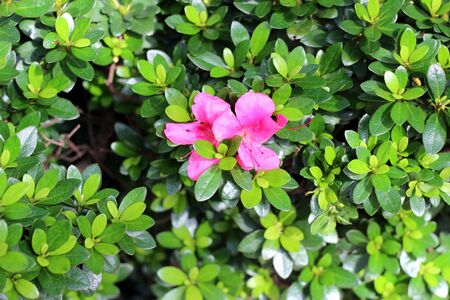 Tree with pink flowers, purpleの写真素材