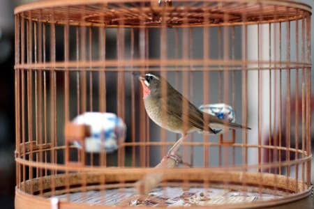 bird in the wooden cage, taken in Hong Kong Bird Marketの写真素材