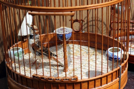 bird in the wooden cage, taken in Hong Kong Bird Marketの写真素材