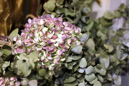 Hydrangea, flowersの写真素材